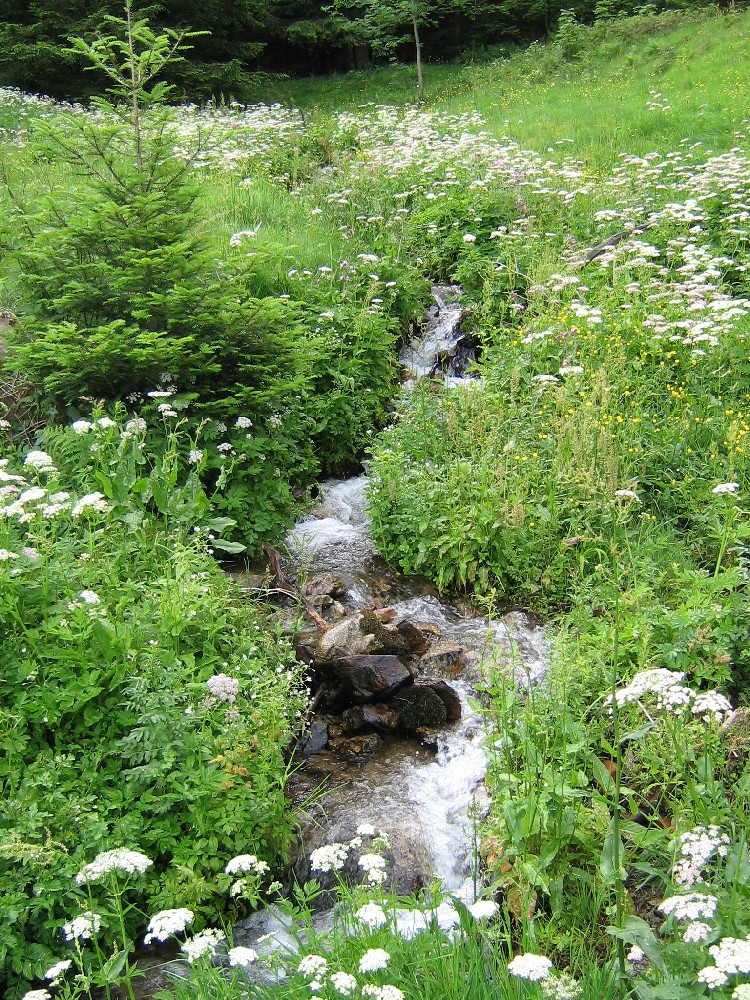 Fließender Bach durch Wiesenlandschaft