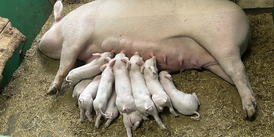 Schwein mit Ferkeln Eine ferkelführende Sau liegt im Stroh und säugt ihre Jungen.